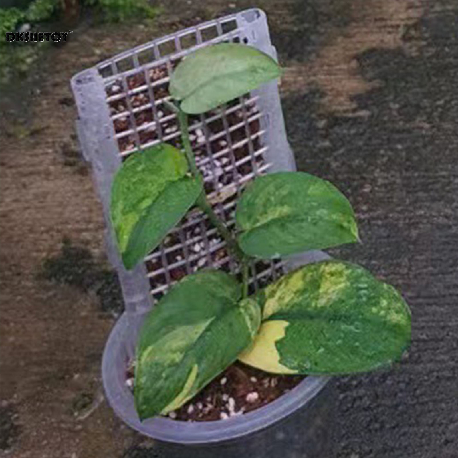 Sphagnum Moss Dry - 30*12cm Plant Support Cages Plastic Monstera