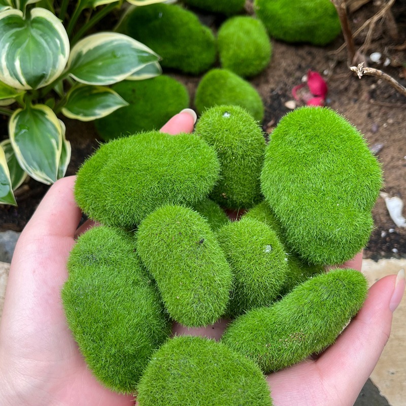 5/30pcs Simulation Moss Stone  - Sphagnum Moss Dry recension och pris