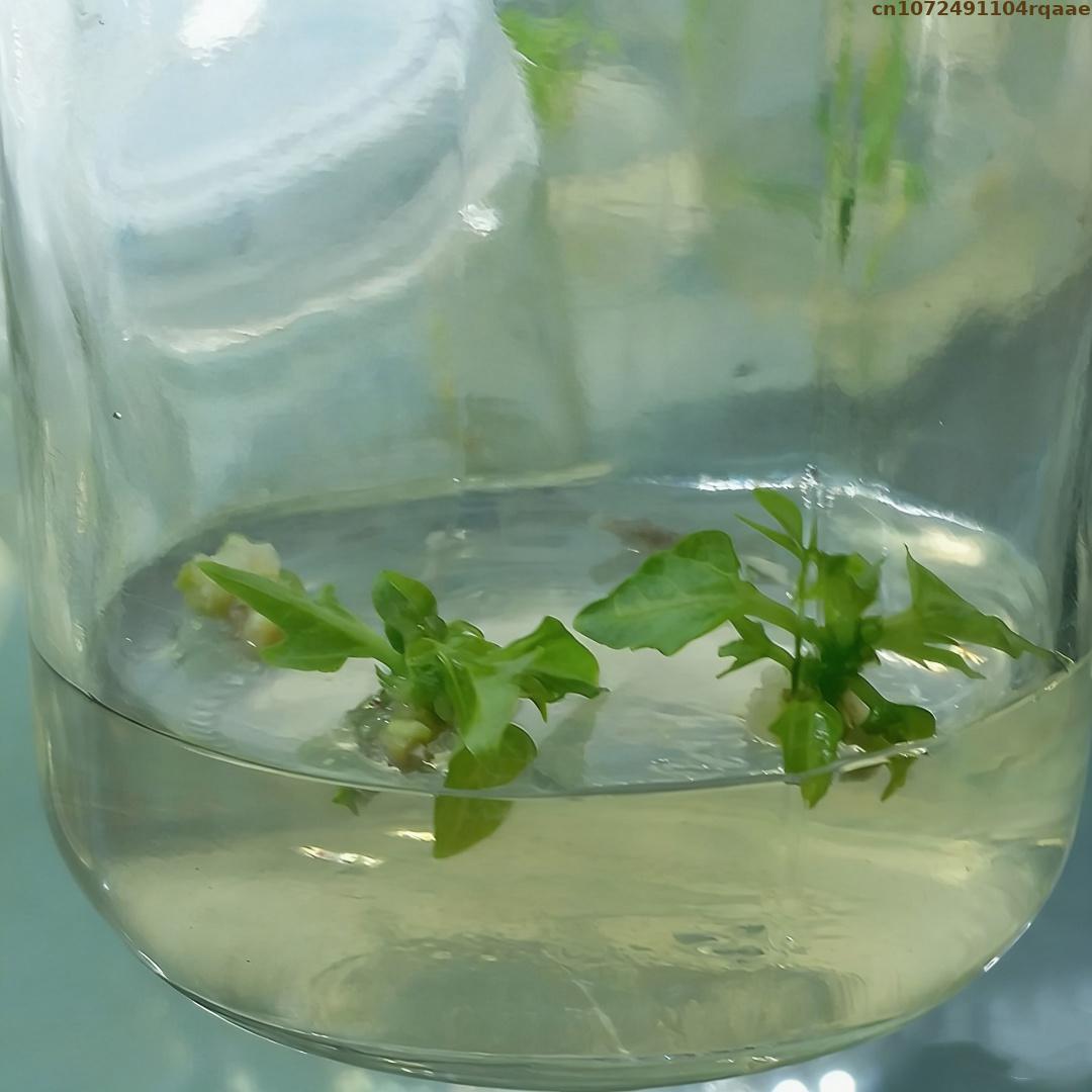Premium Plant Tissue Culture A - Agar Tissue Culture recension och pris