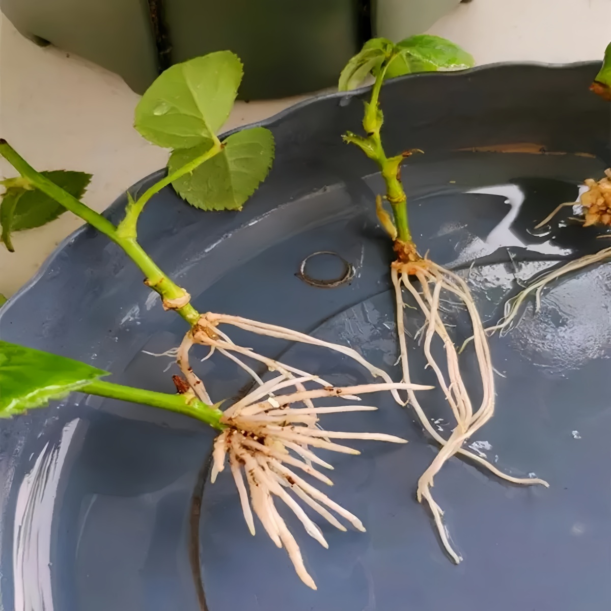 3-indoleacetic Acid IAA Auxina - Rooting Hormone Powder recension och pris
