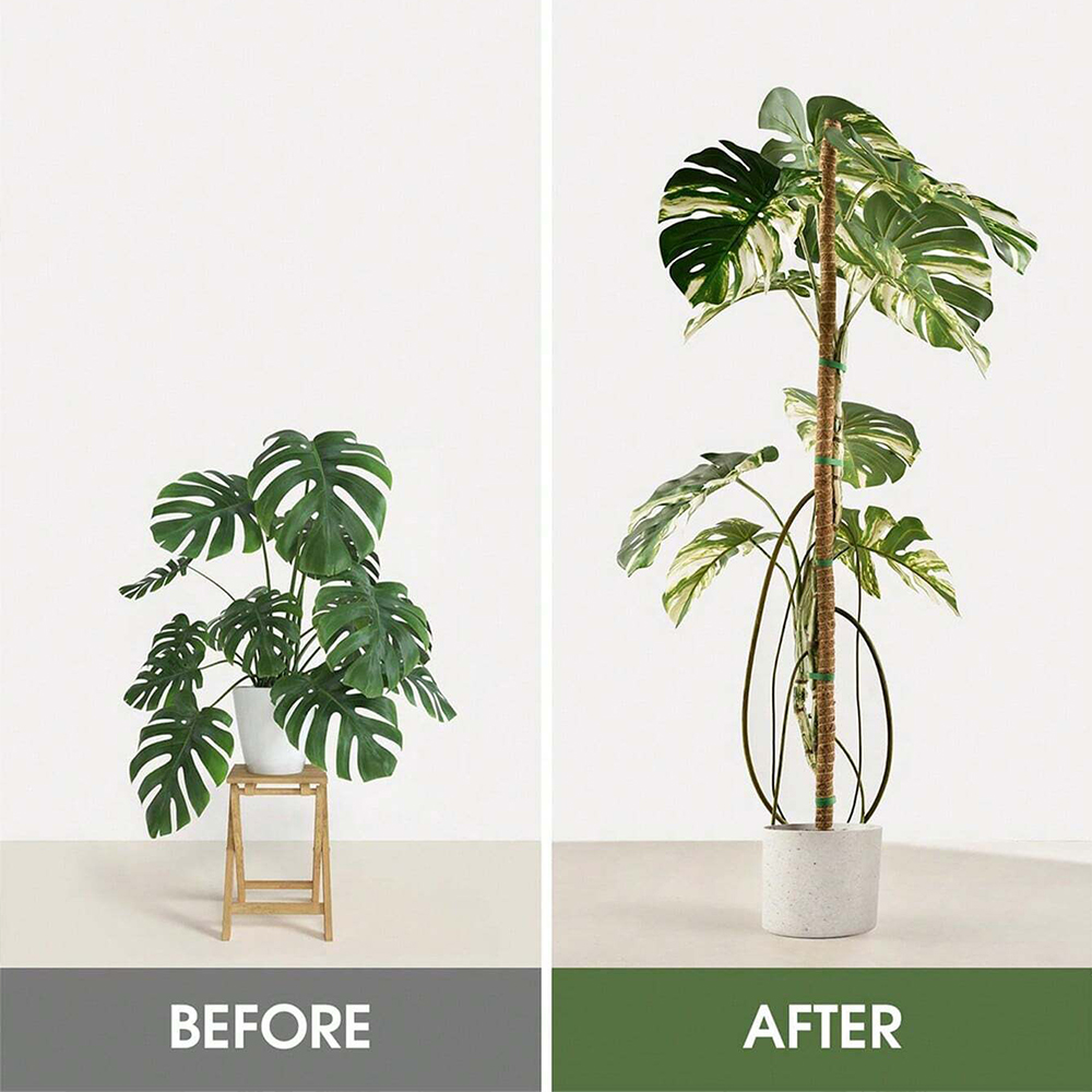 Moss Pole for Plants Monstera  - Sphagnum Moss Dry recension och pris