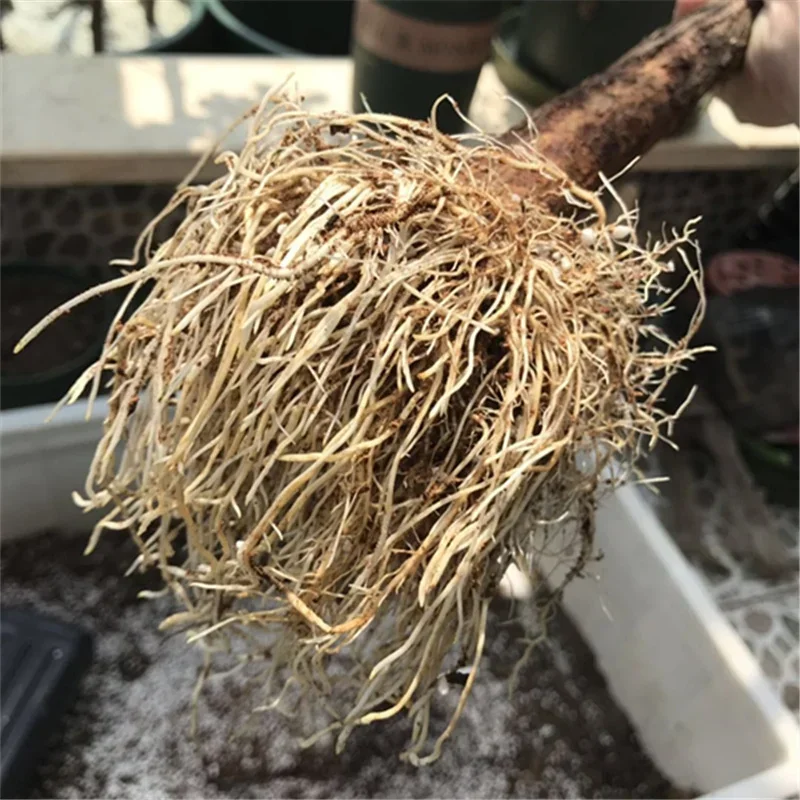 10g Quickly Rooting Powder Hor - Rooting Hormone Powder recension och pris