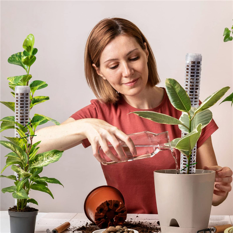 Plant Climbing Column Sphagnum - Sphagnum Moss Dry recension och pris