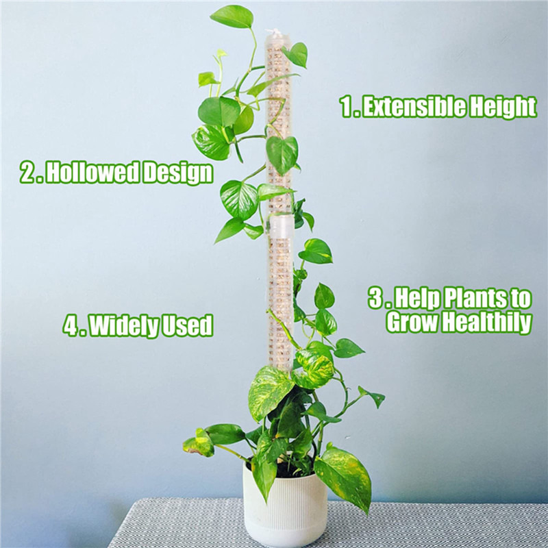 Plant Climbing Column Sphagnum - Sphagnum Moss Dry recension och pris